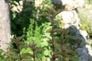 Pefferminz - Mentha piperita * 1414 x 942 * (380KB)